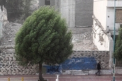 کاهش دما در نوار شمالی کشور  وزش باد در تهران