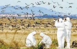 ابلاغ دستور العمل اجرایی مدیریت بیماری آنفلوانزای فوق حاد پرندگان