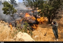 طلای سبزی که هر سال خاکستر می‌شود