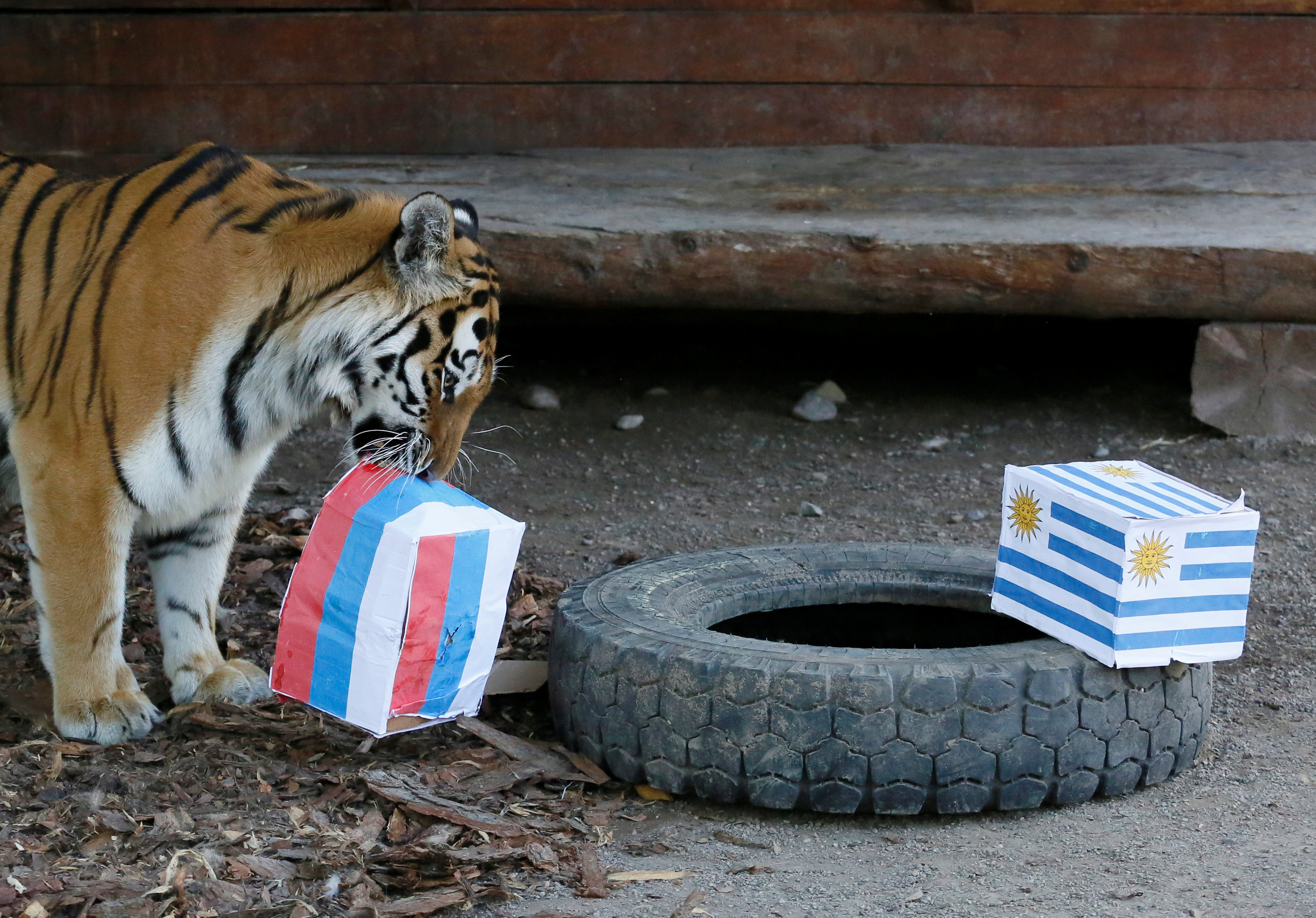 ببر پیشگو برد روسیه برابر اروگوئه را پیش بینی کرد+عکس ببر پیشگو برد روسیه برابر اروگوئه را پیش بینی کرد+عکس