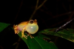 کشف ۱۲ گونه جدید جانوری در آمازون