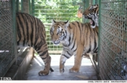 واکنش فعالان حقوق حیوانات به اتفاقات اخیر باغ‌وحش وکیل‌آباد