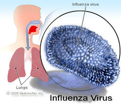 تاثیر چاقی بر شدت و انتقال ویروس آنفلوآنزا