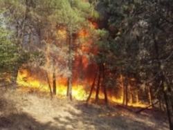 ۵۶۰ میلیون ریال، خسارت آتش‌سوزی هر هکتار جنگل در کشور