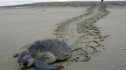 مرگ مشکوک بیش از ۱۰۰ لاک پشت در سواحل مکزیک
