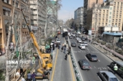ساخت و سازها زندگی چنارهای خیابان ولی‌عصر را تهدید می کند
