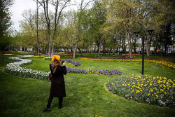 ممنوعیت کشت چمن در تهران سابقه دارد علف هرز جایگزین چمن شده است