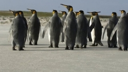 کاهش شدید شمار "شاه پنگوئن‌ها" در جهان