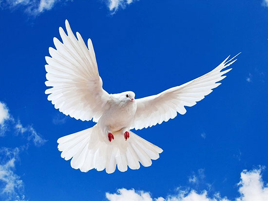 با کفتربازان تاریخ آشنا شوید با کفتربازان تاریخ آشنا شوید