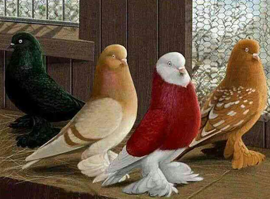 با کفتربازان تاریخ آشنا شوید با کفتربازان تاریخ آشنا شوید