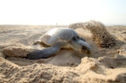 مرگ ۳۰۰ لاک‌پشت در معرض خطر در مکزیک