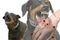 جولان سگ‌های ولگرد و چالش وزارت بهداشت برای حذف  هاری 