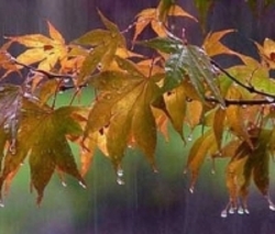 بارش در پاییز امسال در حد نرمال است