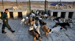 کاهش ظرفیت خانه سگ‌های بلاصاحب کرج