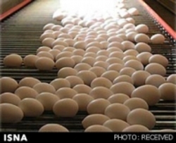 تخم‌مرغ‌ را قبل مصرف نشویید/ ایرانی‌ها سالانه 4 کیلو کمتر تخم‌مرغ می‌خورند