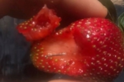 واردات توت‌فرنگی‌های سوزنی به نیوزیلند