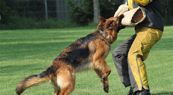 مواجهه با حیوانات وحشی بدون اینکه به شما و حیوانات آسیبی برسد