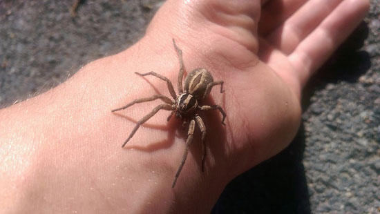 مواجهه با حیوانات وحشی بدون اینکه به شما و حیوانات آسیبی برسد