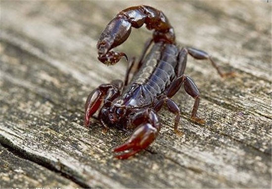 مواجهه با حیوانات وحشی بدون اینکه به شما و حیوانات آسیبی برسد