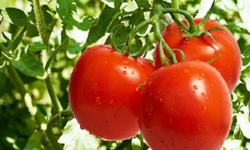 صادرات گوجه‌فرنگی ممنوع شد