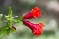 "رمان"های خوراکی و خوشمزه؟