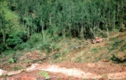 درخواست کشورهای اروپایی برای تشدید مقابله با جنگل‌زدایی
