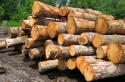 کشف 25 تن چوب‌آلات جنگلی قاچاق در ساری