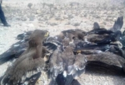 قاتل پرندگان شکاری در سروستان بازداشت شد