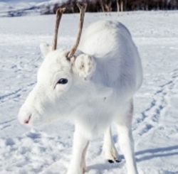 مشاهده یک گوزن سفید نادر در نروژ