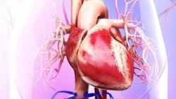 نکات کلیدی برای حفظ سلامت قلب در بیماران دیالیزی