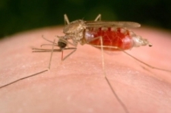 تاکید WHO بر مقابله جدی با شیوع بیماری مالاریا