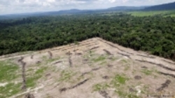 جنگل‌زدایی در آمازون به بالاترین حد در ۱۰ سال اخیر رسید