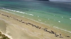 مرگ ۵۱ نهنگ "پایلوت" دیگر در یکی از جزایر نیوزیلند