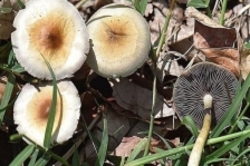 خطر قارچ‌های سمی در کمین مسافران و مردم محلی