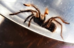 کشف محموله‌ قاچاق عنکبوت در فرودگاه مانیلِ فیلیپین