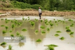 ۹۵ درصد خزانه برنج  ۷ روستای صومعه سرا زیر آب رفته