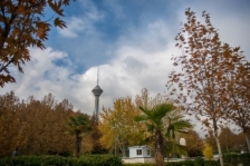چه درختانی مناسب فضای سبز تهران نیست؟