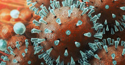 احتمال جهش و افزایش بیماریی‌زایی  کروناویروس 
