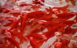 ماهی قرمزها می‌توانند ناقل کروناویروس باشند؟