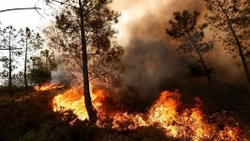 آتش‌سوزی جنگل‌ها و اعلام وضعیت اضطراری در جنوب مکزیک