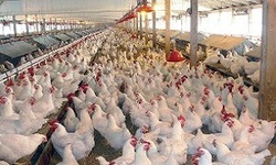 افزایش تورم تولید مرغداری‌ها
