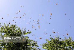 چرایی افزایش حشرات در استان تهران؛ از پروانه‌ها تا ملخ‌ها