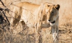 فرار ۱۴ شیر از پارک ملی  کروگر  در آفریقای جنوبی