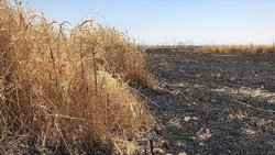 داعش به مزارع عراق حمله‌ور شد