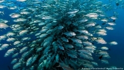 کاهش حیات دریایی اروپا بر اثر تغییرات اقلیمی