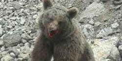 سنگ‌اندازان به خرس قهوه‌ای در انتظار حکم دادگاه