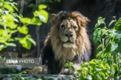 آخرین وضعیت شیرهای ایرانی باغ‌ وحش تهران و یوزپلنگ‌های پارک پردیسان
