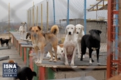 رفع نواقص نقاهتگاه سگ‌های بدون صاحب کهریزک تا 10 روز دیگر