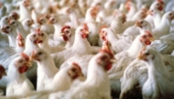 قیمت مرغ تا نیمه شهریور تغییر نمی‌کند / هر کیلو مرغ ۱۴ هزار و ۵۰۰ تومان