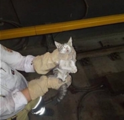 عملیات آتش‌نشانی برای نجات یک بچه گربه در ایستگاه مترو